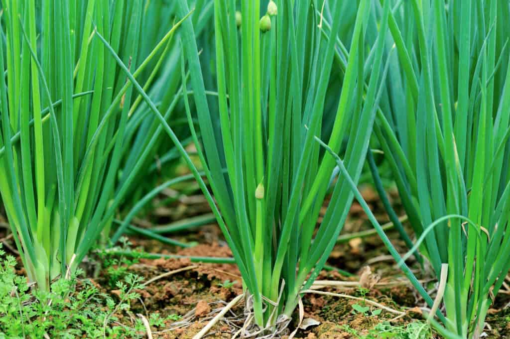 Shallots in the garden