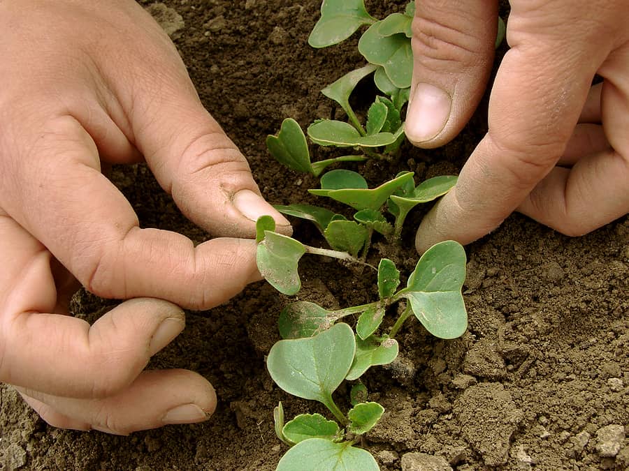 Thin radish seedlings