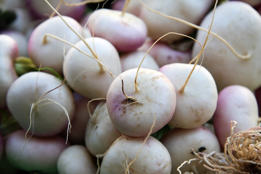 Young turnips