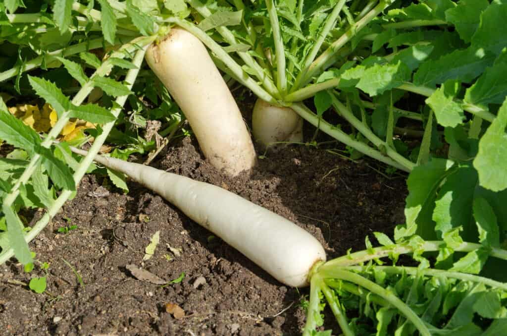 Daikon in garden