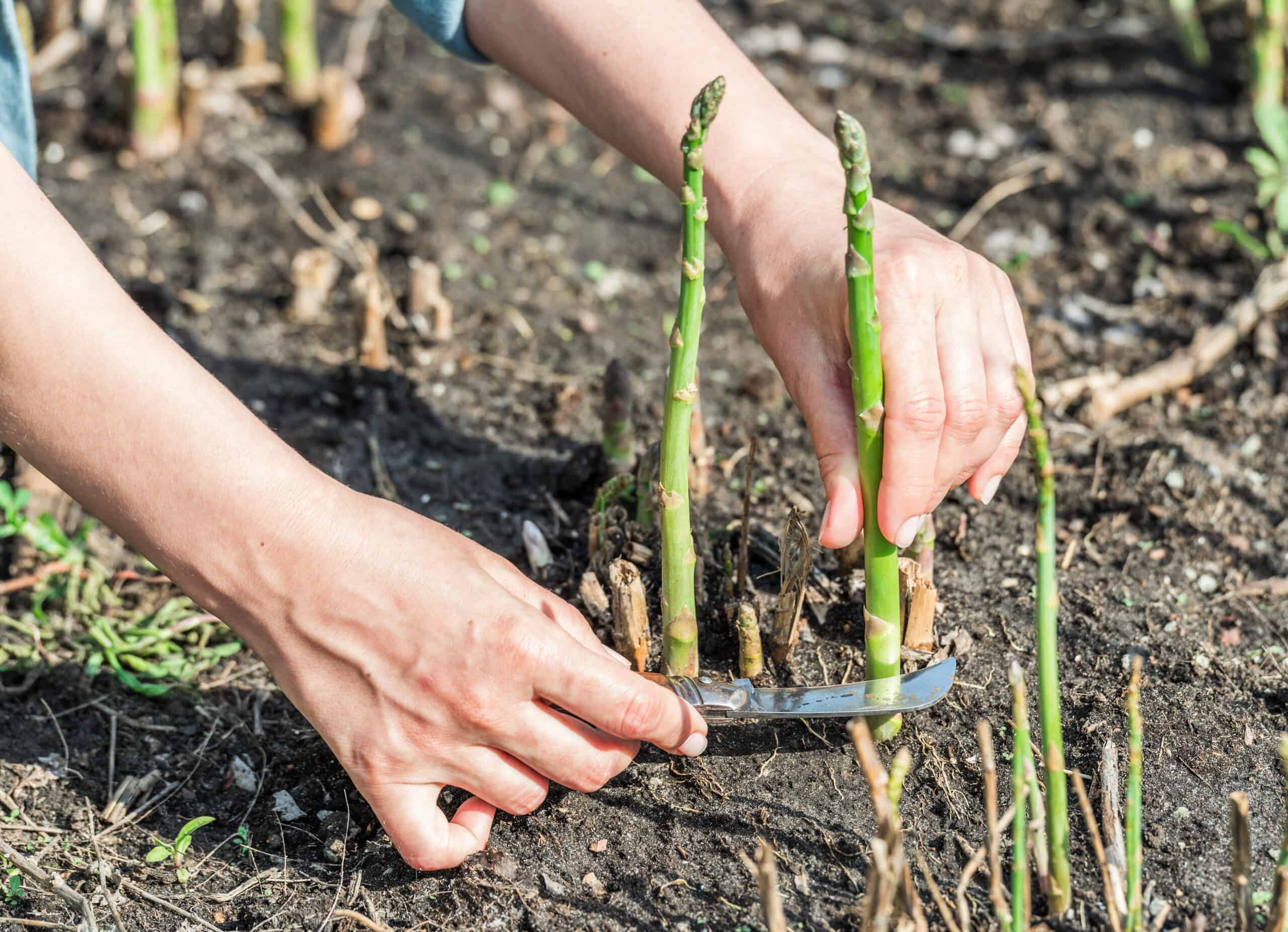 Asparagus harvest