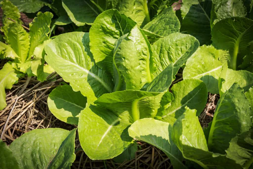 Turnip greens in garden