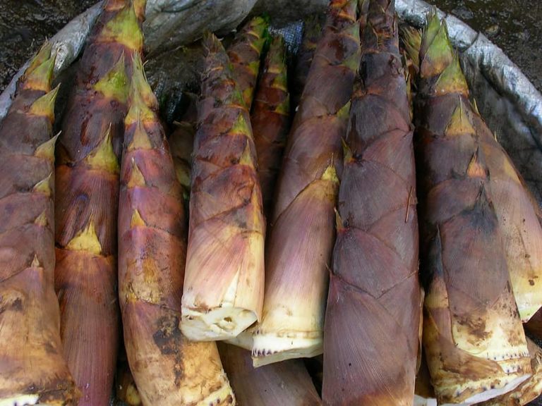 How to Cook and Serve Bamboo Shoots Harvest to Table