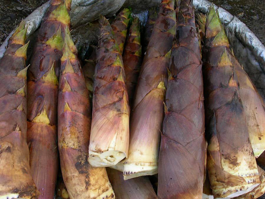 Bamboo shoots