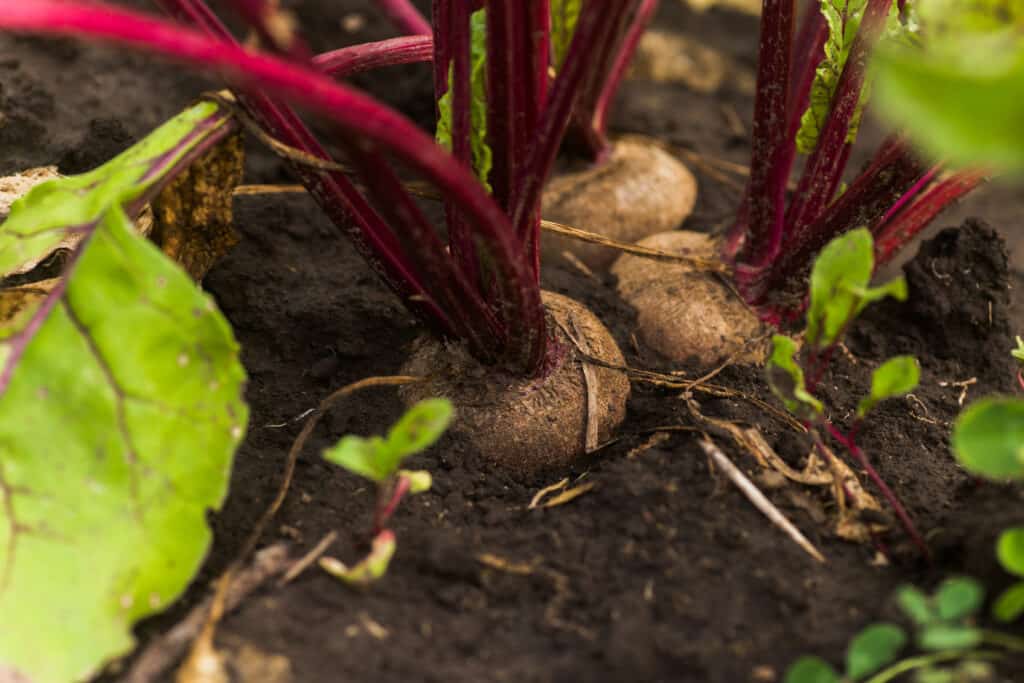Beets harvest late spring through autumn