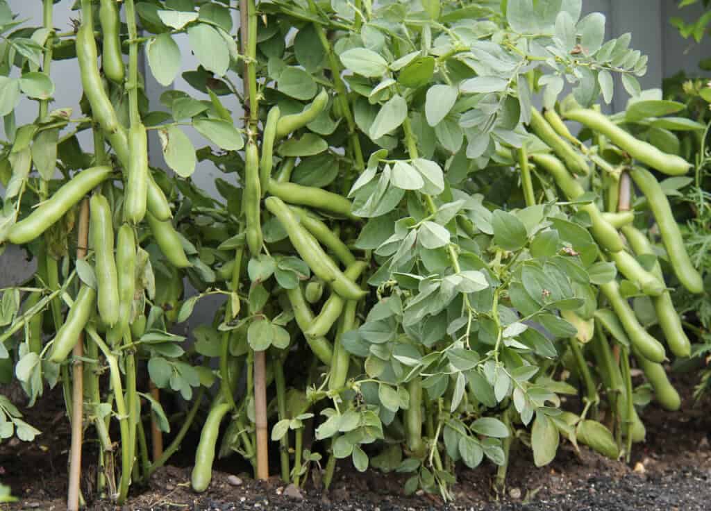 Fava beans near havest