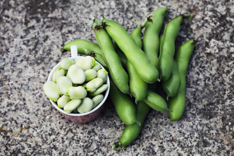 Five Ways to Cook and Serve Fava Beans Harvest to Table