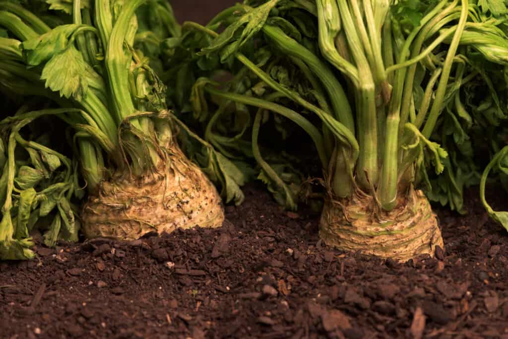 Celeriac in the garden