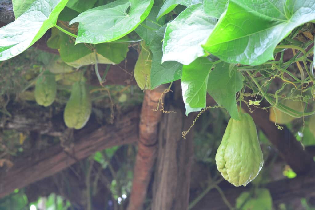 Chayote on vines