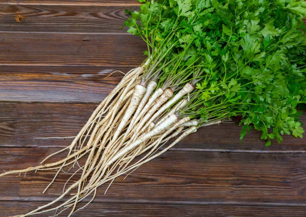 Parsley root with leaves