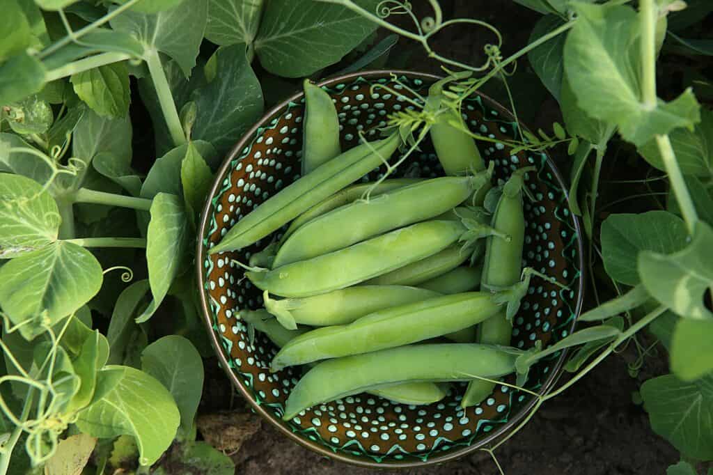 Snap peas