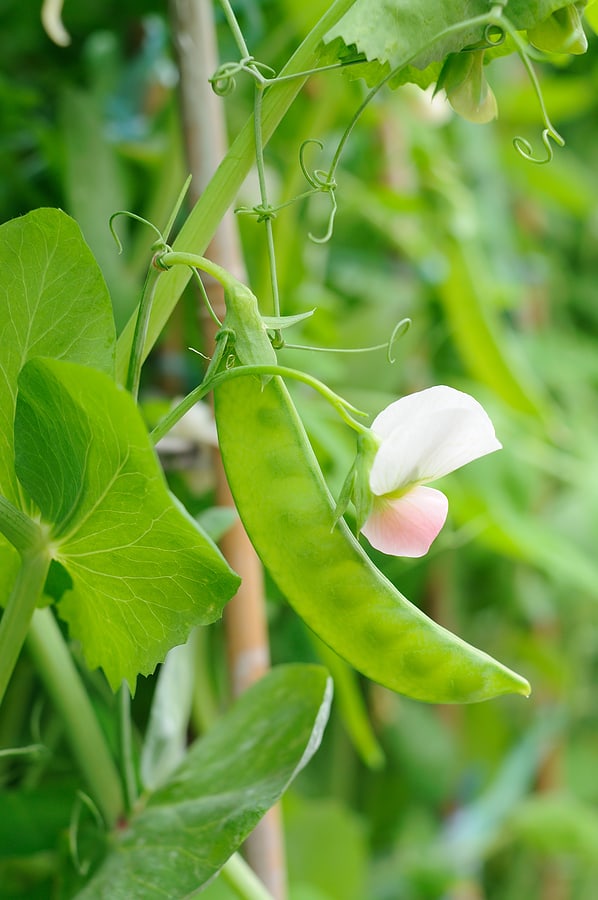 Snow peas near harvest