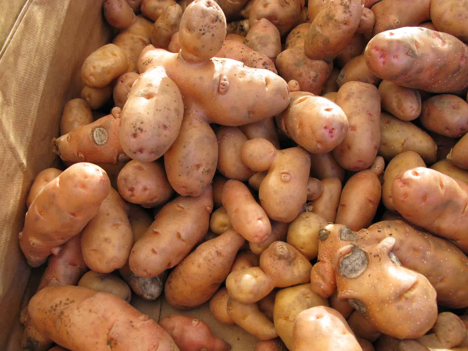 Rose Finn potatoes