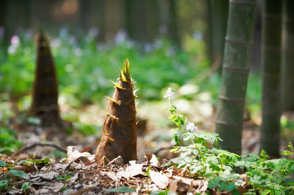 Bamboo shoot emerging from soil