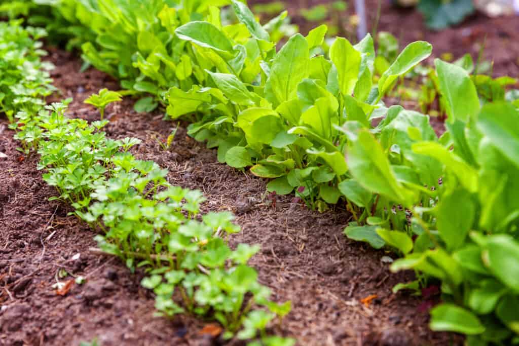 Parsley growing