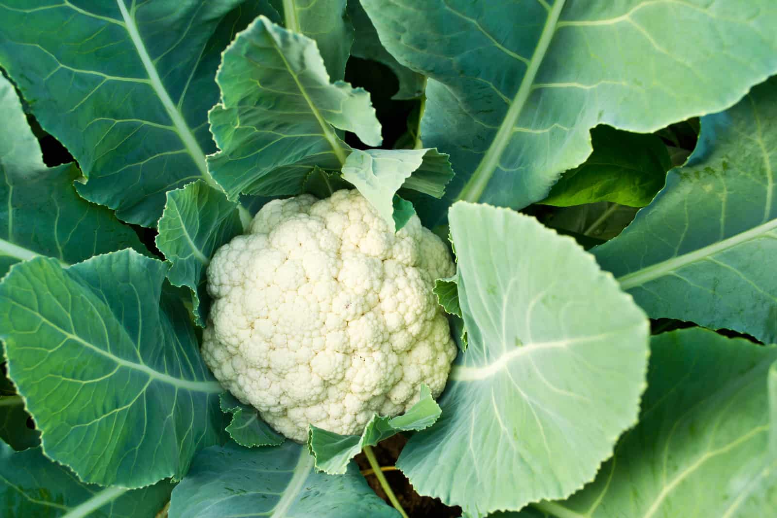 Cauliflower in garden