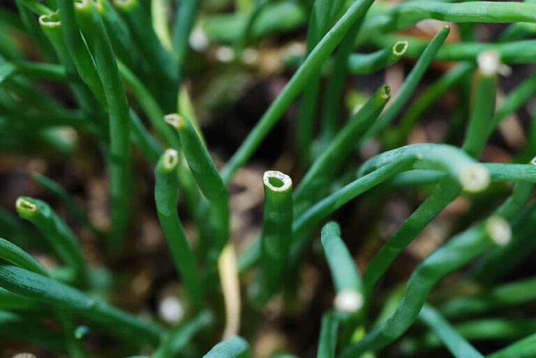 Chives in garden1
