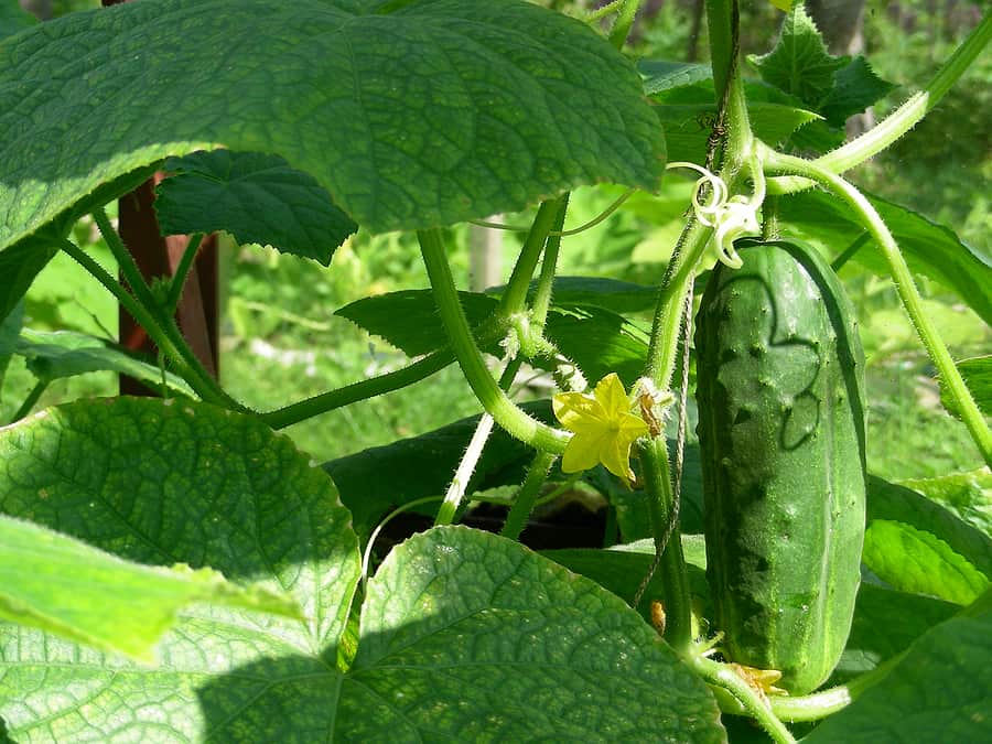 Cucumber harvest