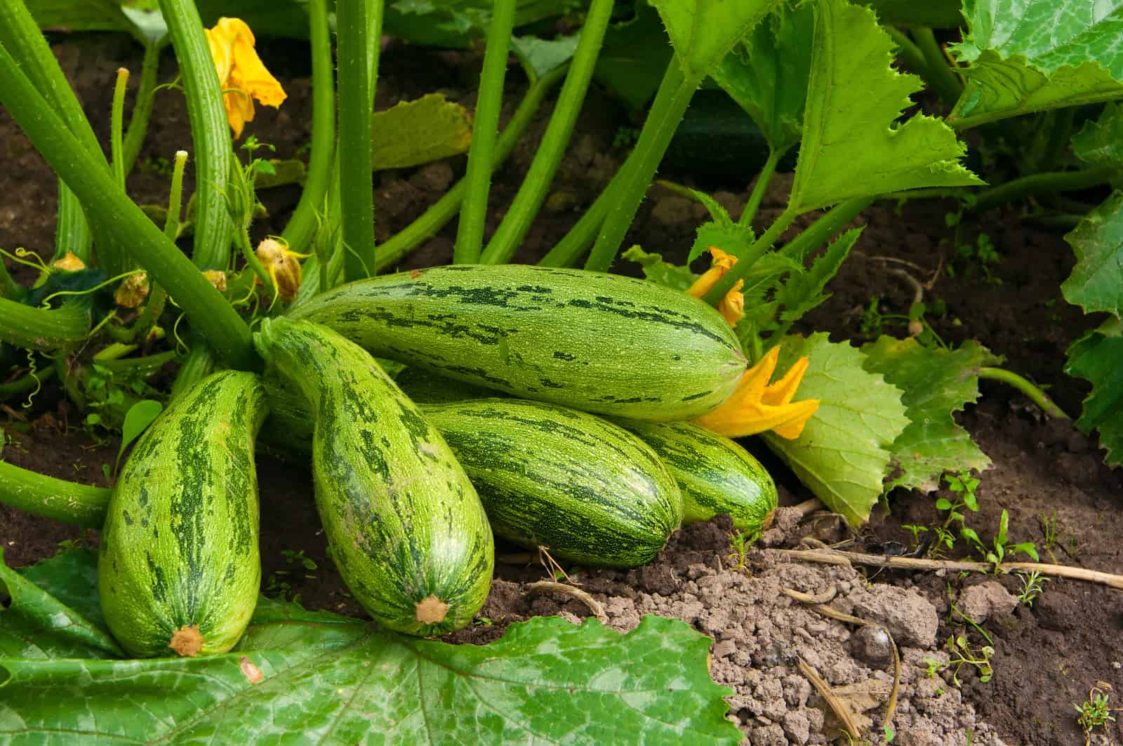 Zucchini in garden