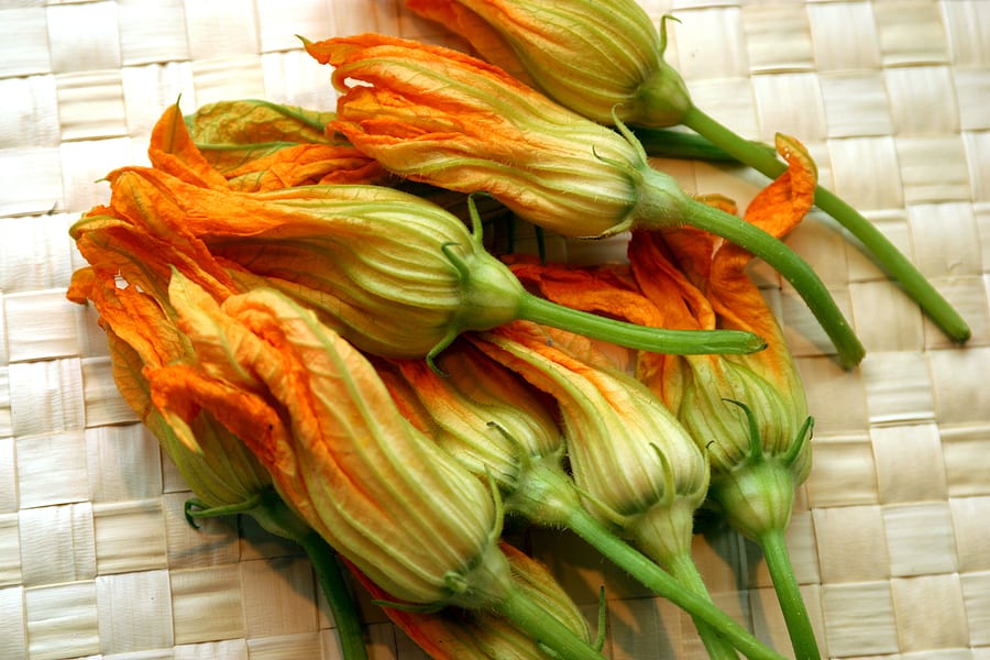 Squash blossoms