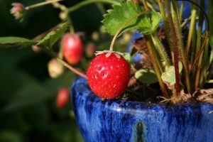 Strawberry in pot