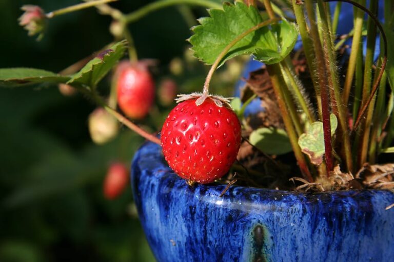 Strawberry in pot1