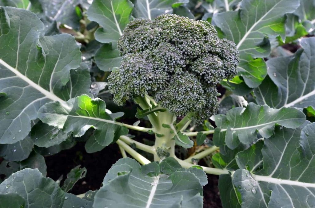 Broccoli in garden