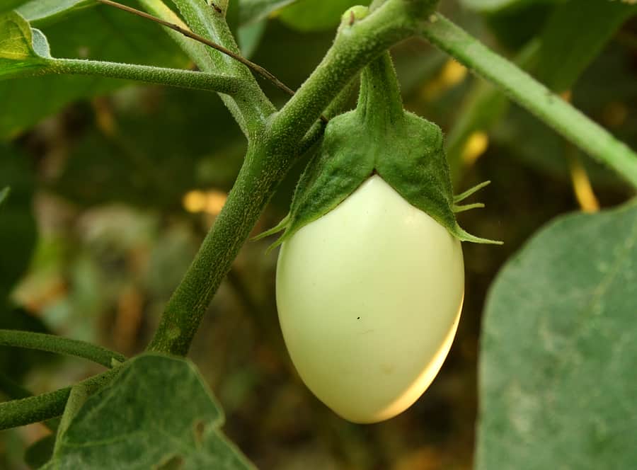 White Asian eggplant