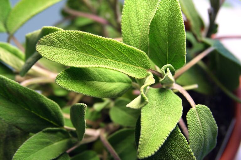 Sage1