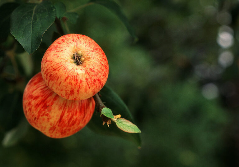 Apple Gravenstein1