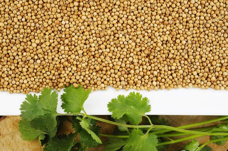 Cilantro leaves and coriander seeds1