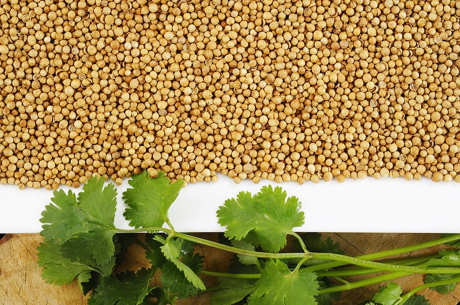 Cilantro leaves and coriander seeds1