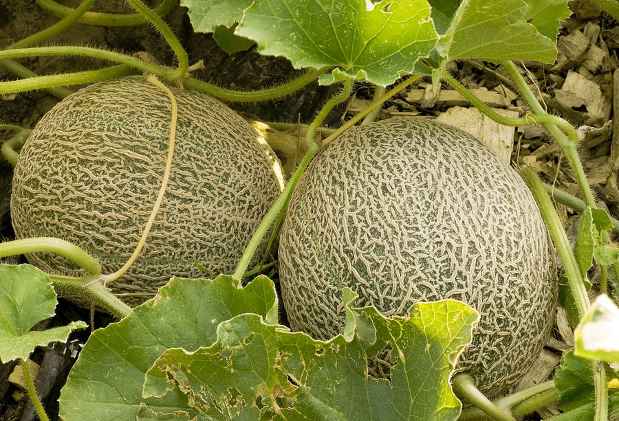 Muskmelons near harvest