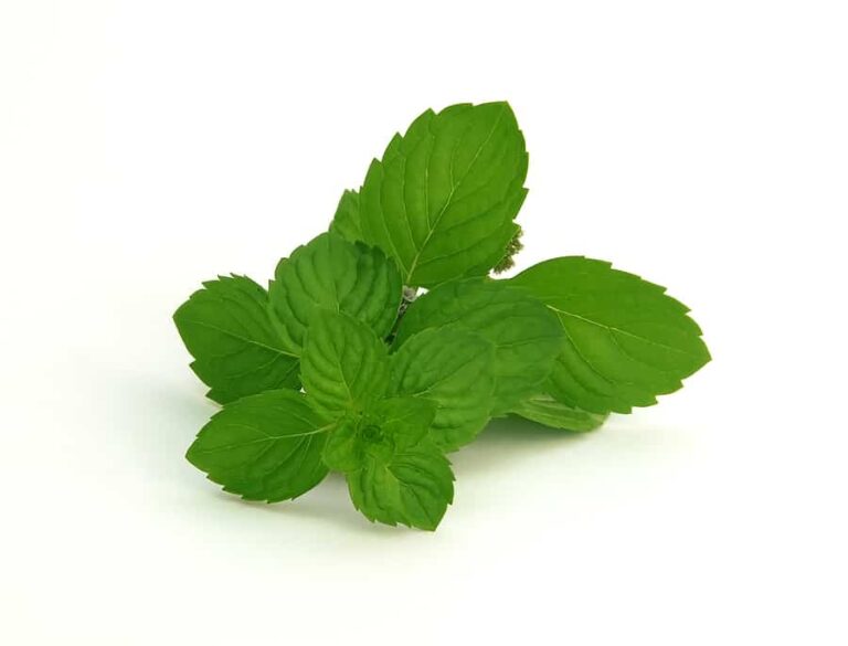 Mint Spearmint1