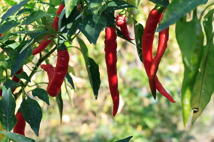 Red chiles near harvest