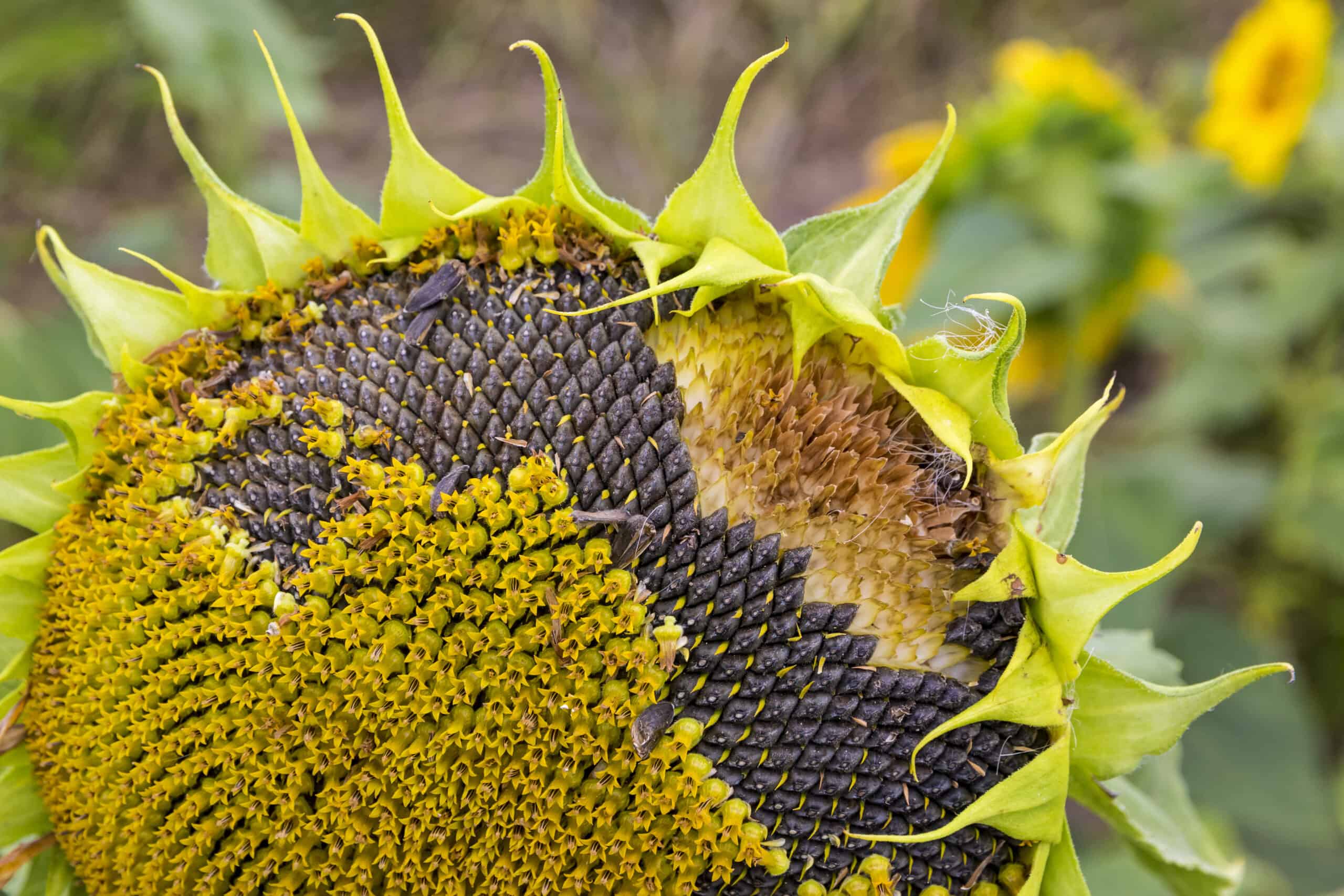 Sunflower near seed harvest