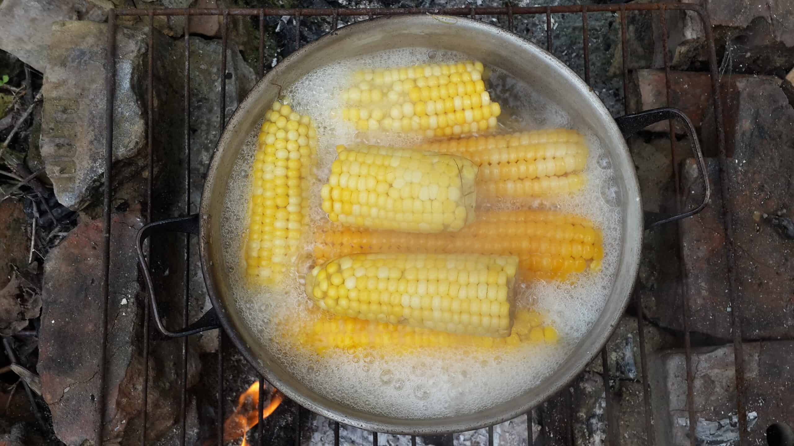 Corn boiling