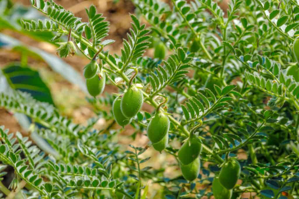 Chickpeas in garden