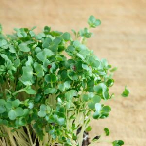 How to Prepare and Serve Cress -- Harvest to Table