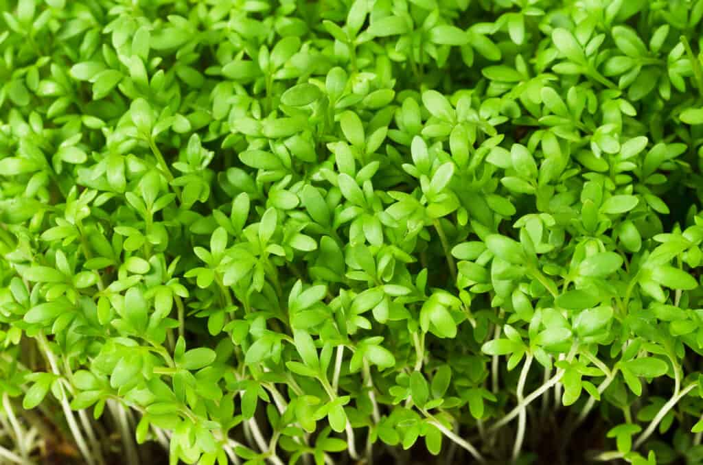 Garden cress grown indoors