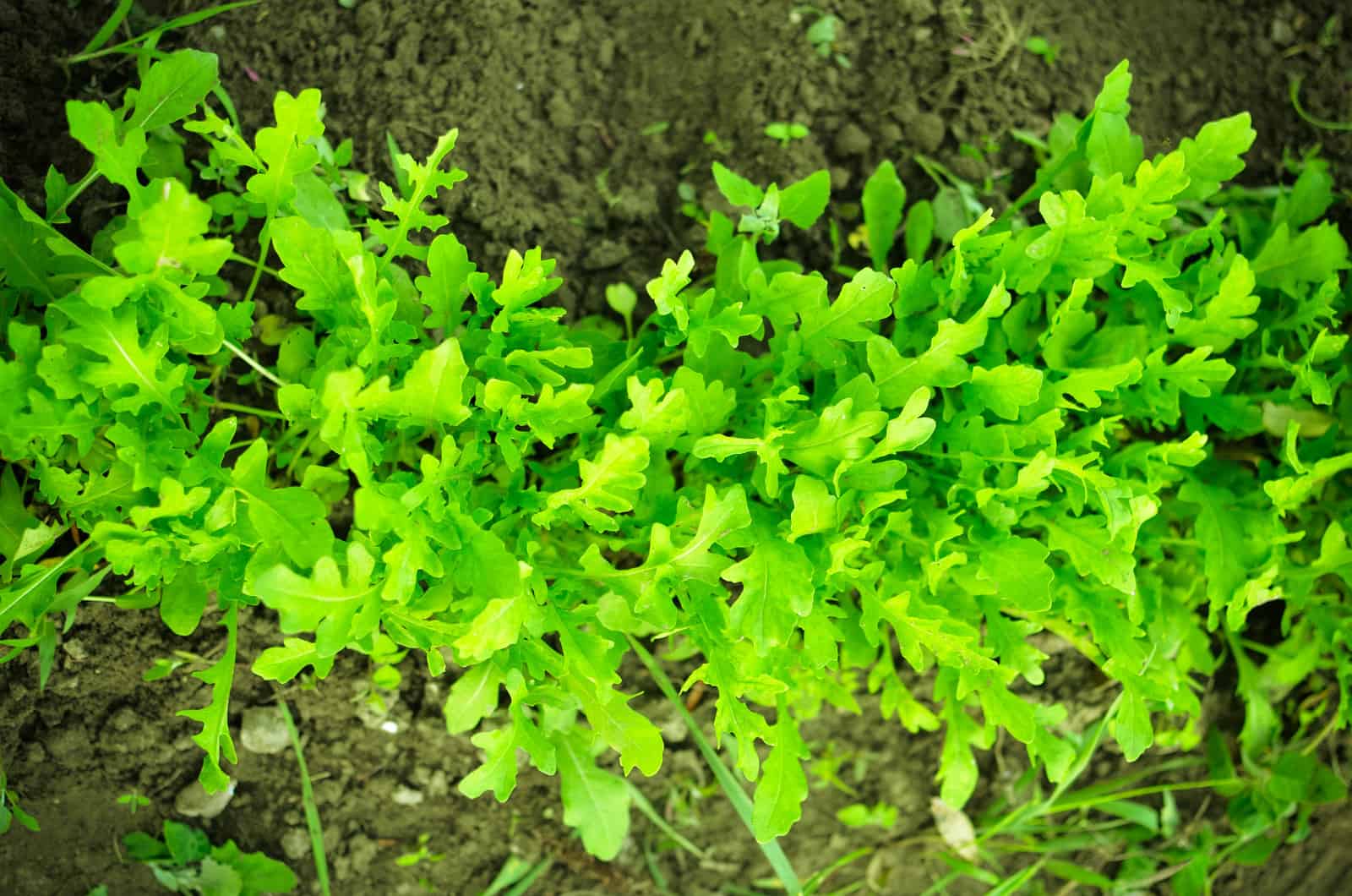 Arugula in garden