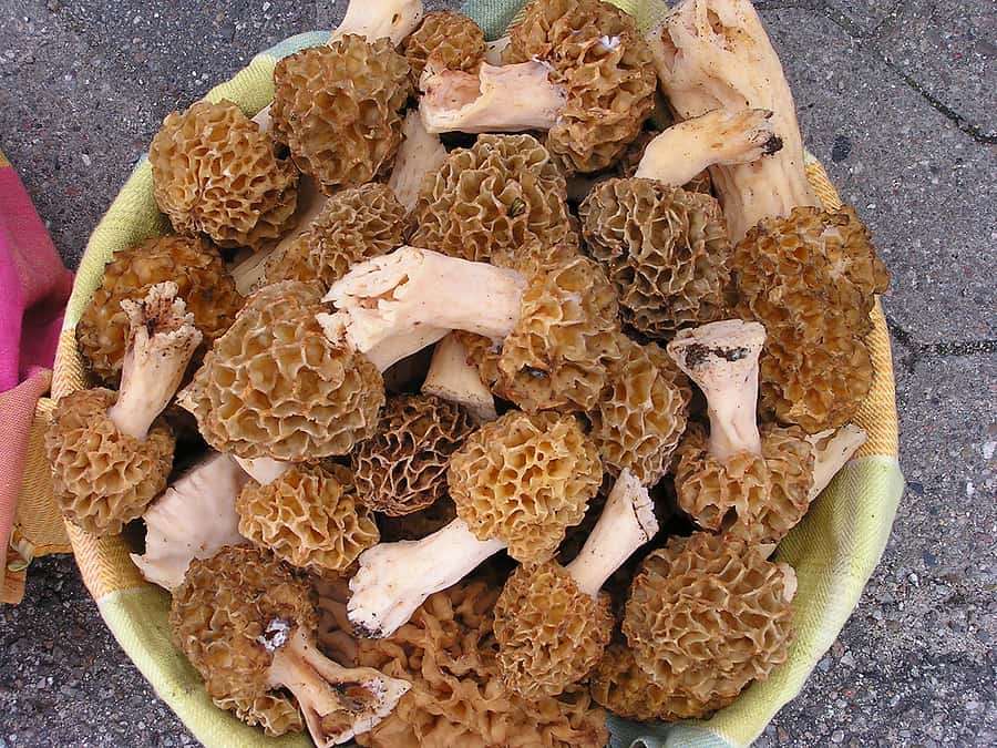 Morel mushrooms