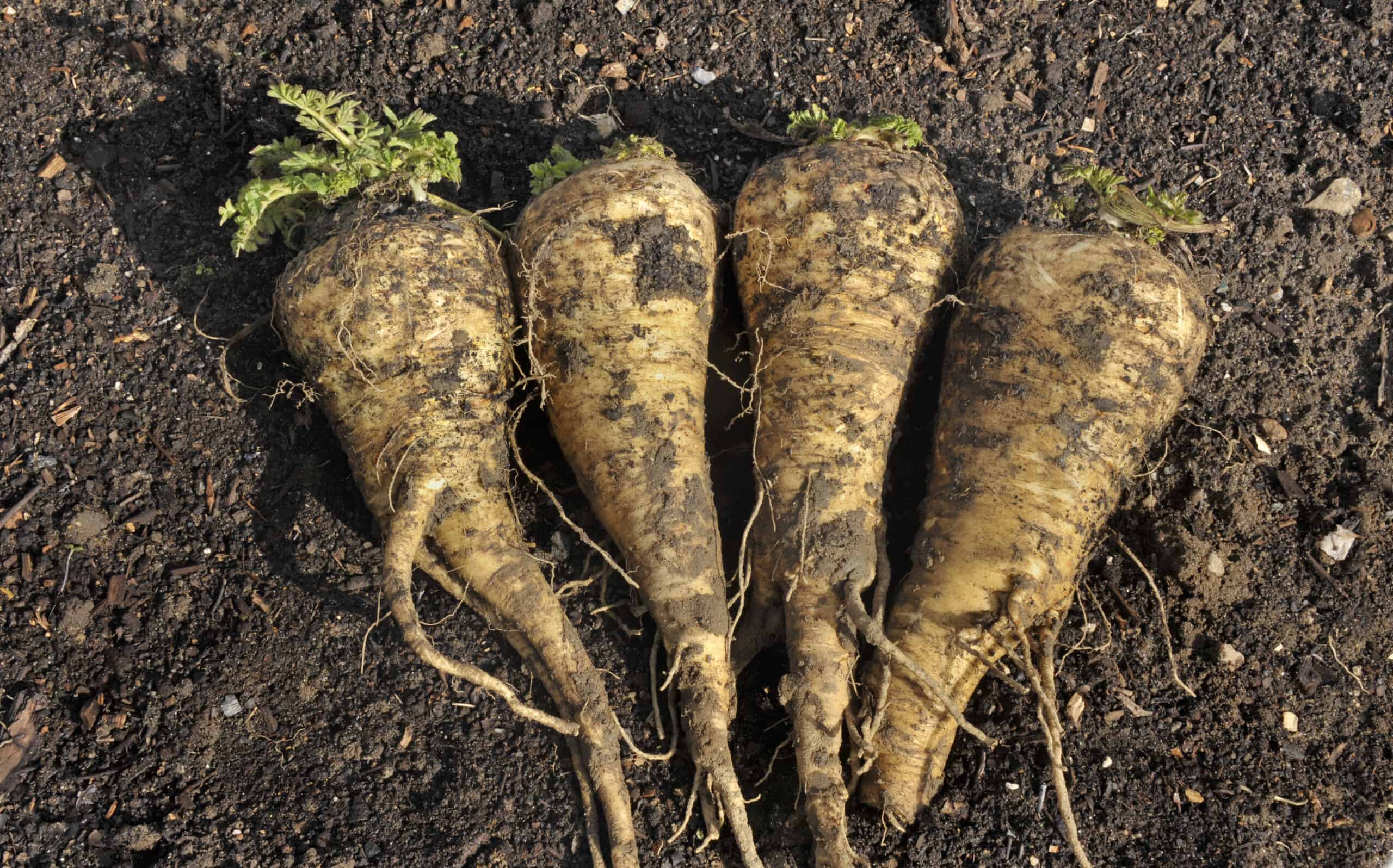 Parsnips roots in garden