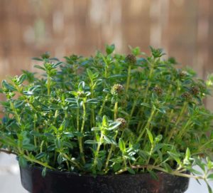 Savory summer savory