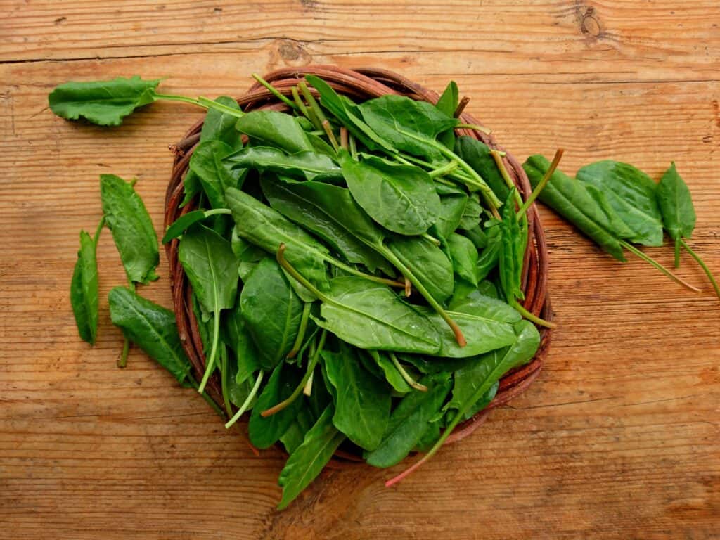 Sorrel in bowl