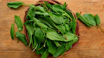 Land Cress (Barbarea verna) organic, The Delicious, Vegetables