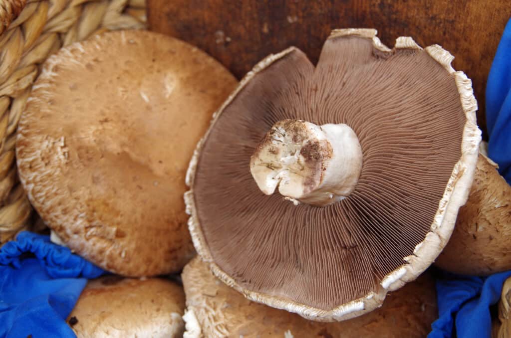 Portobell mushrooms