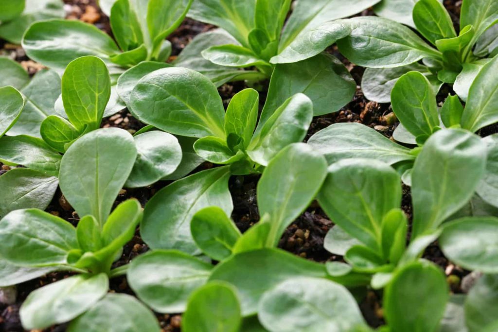 Corn salad in garden