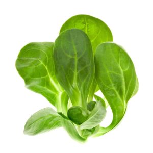 Mache (lamb's lettuce), All About Salad Greens on Gourmetpedia