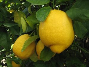 Lemons on tree